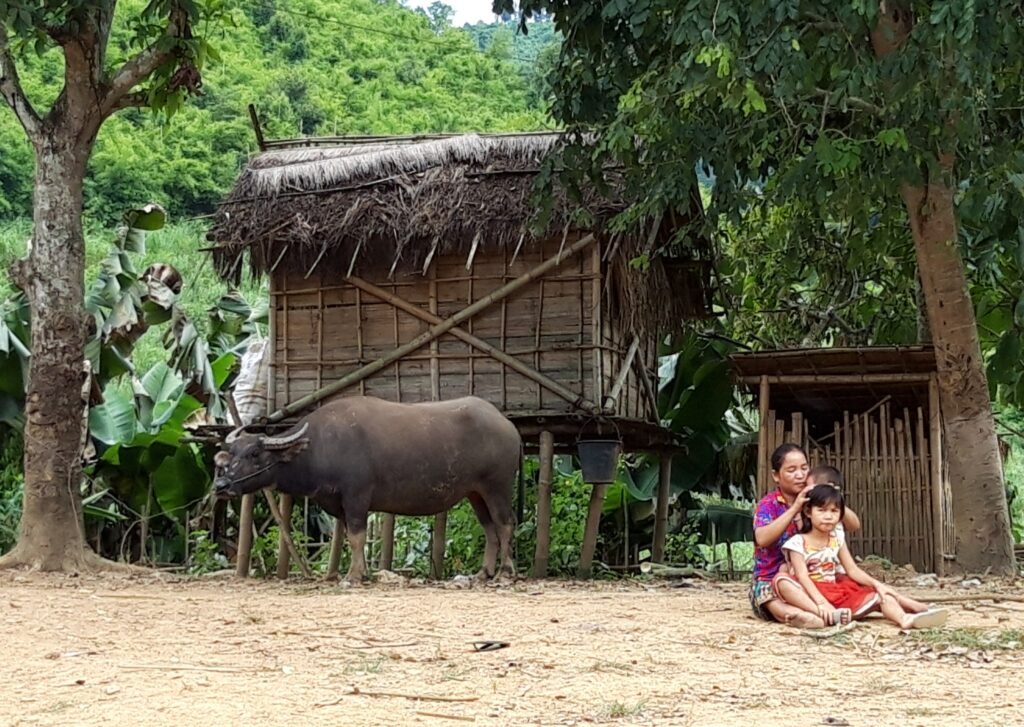 Buffalo in the village