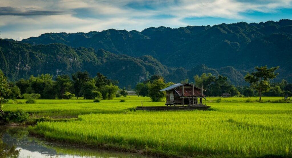 Rice Field