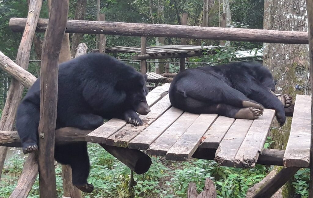 Bear rescue