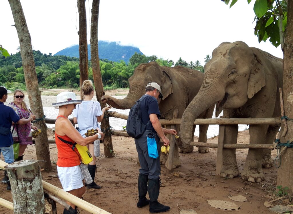 Feeding elephant