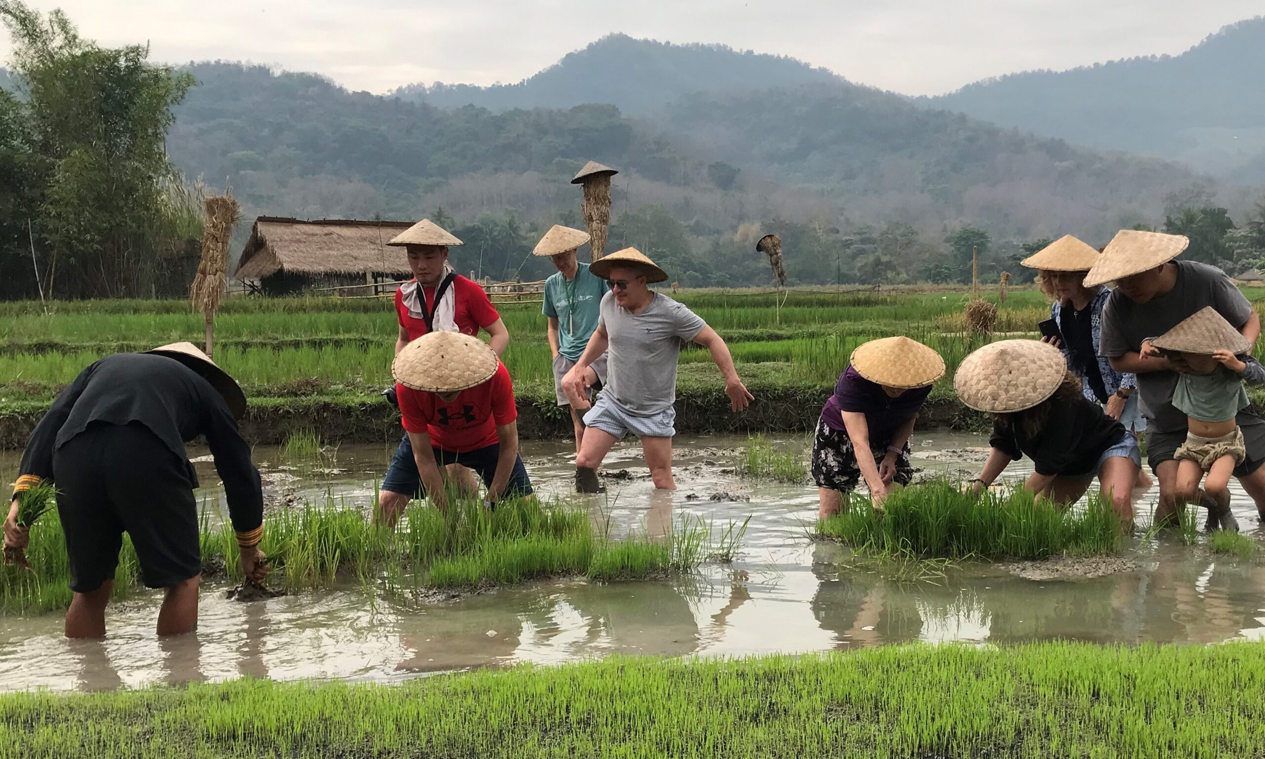 Growing rices11