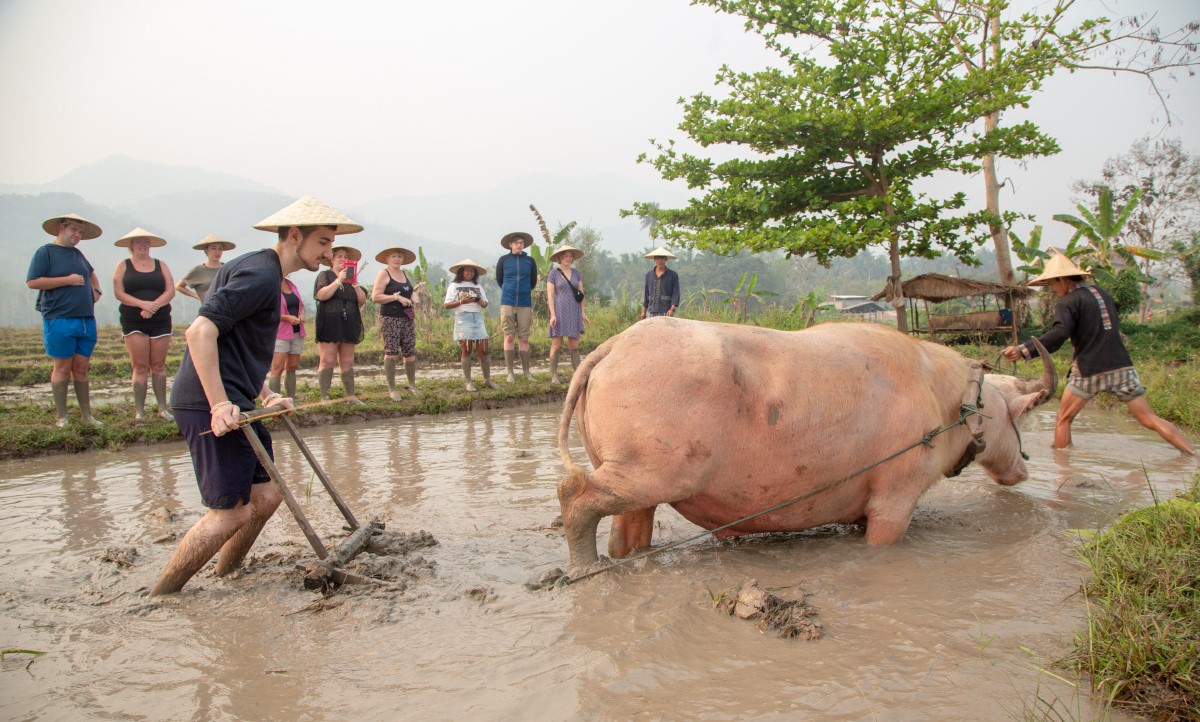 Phrough paddy field11